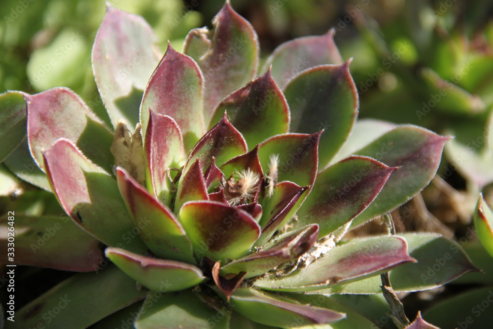 Green and purple succulent outdoor plant Green and purple succulent outdoor plant