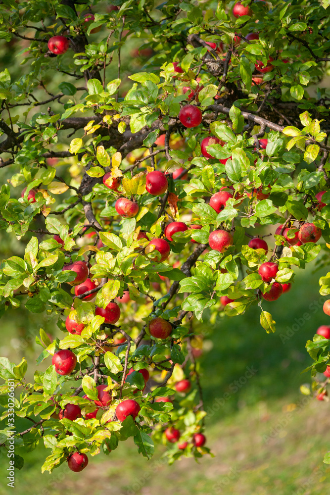 Organic apples on branch. Summer fruits.