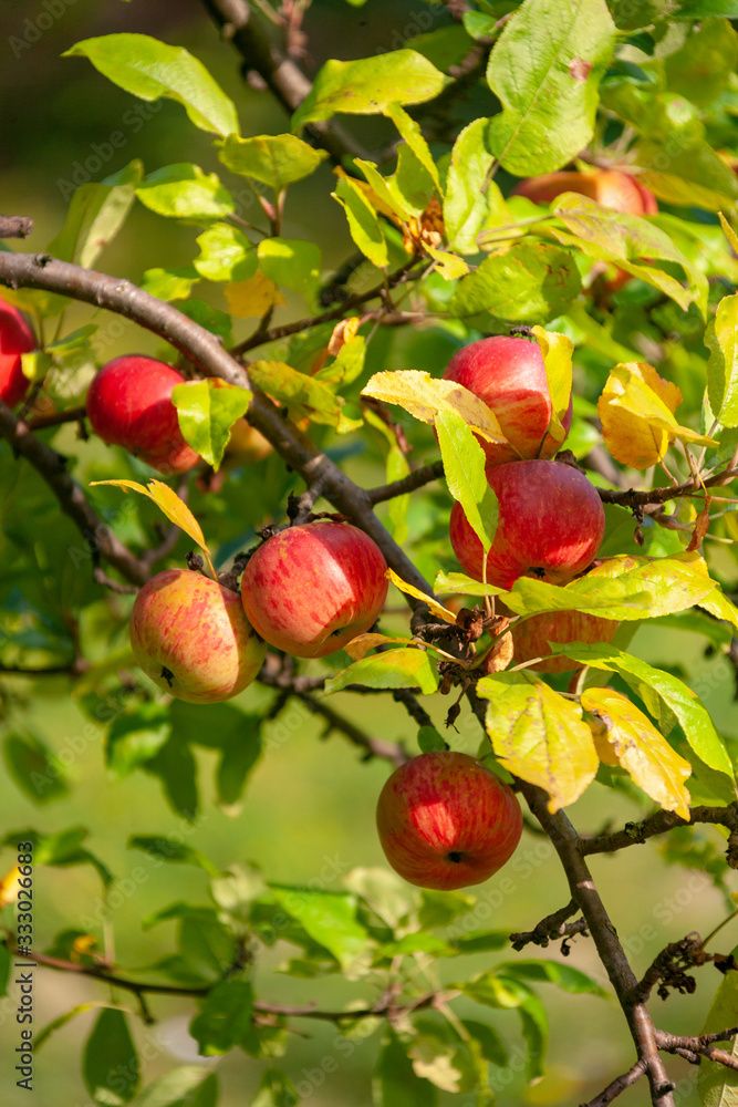 Organic apples on branch. Summer fruits. Organic apples on branch. Summer fruits.
