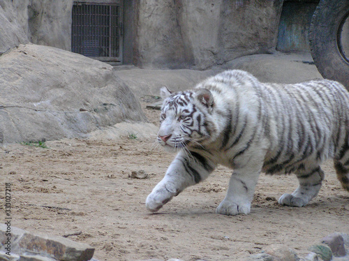 white tiger