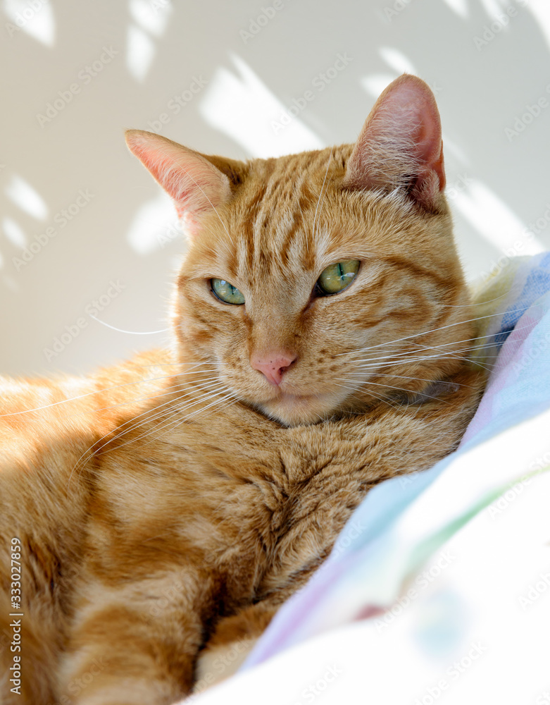 Ginger Cat Staring