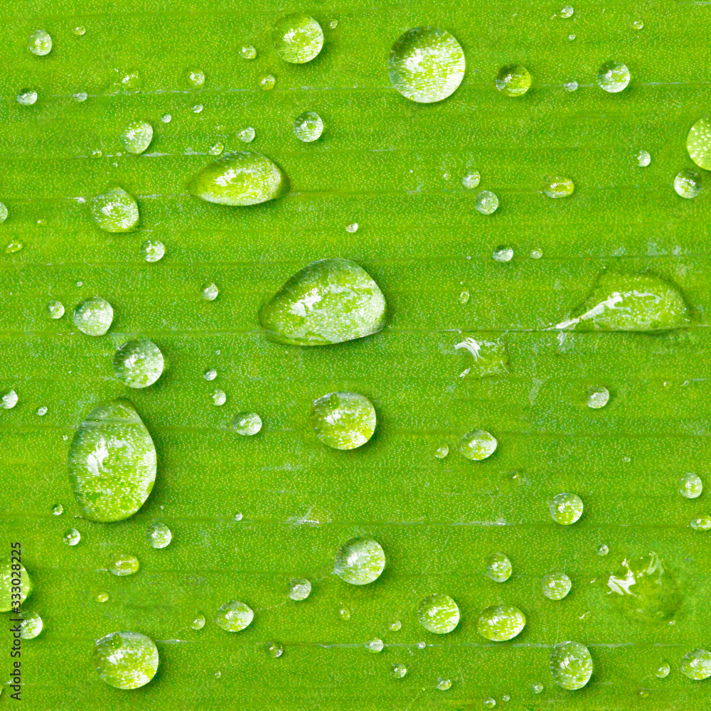Dew on leaf detail. Natural photographic pattern. Texture of water drops on green leaf. Macro photography. Morning dew on bright green leaf. Fresh dew drops in spring morning. Dew cap overhead shot
