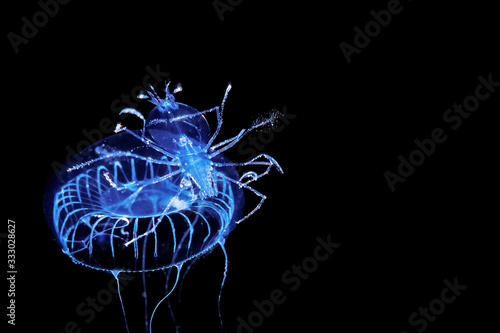 A juvinile lobsetr rides a Jelly at night, east coast of Madagascar photo