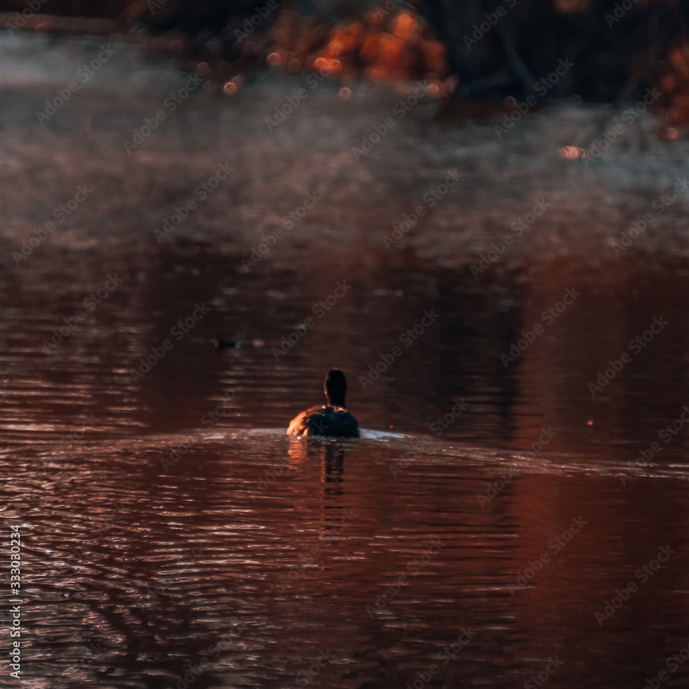 Duck on a lake in the sunset Duck on a lake in the sunset