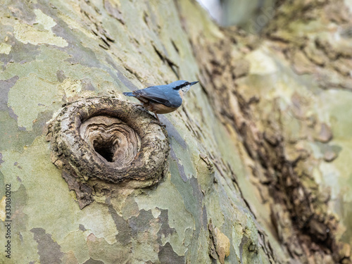 Nuthatch ( Sitta ) perched by a nesting hole