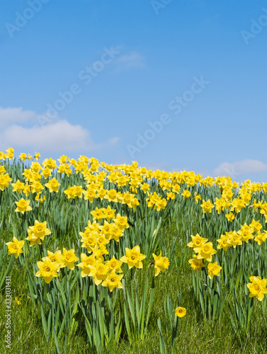 Daffodils and blue sky selective focus © joe888