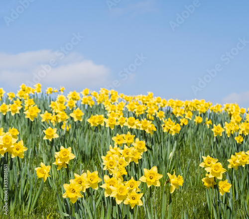 Canvas Print Daffodils and blue sky selective focus