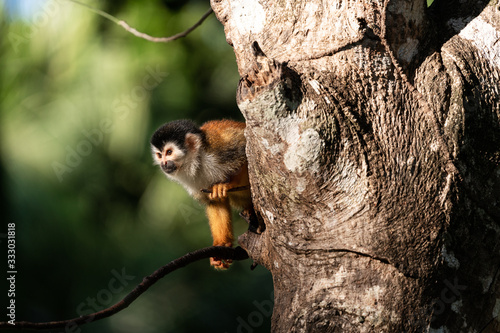 Wild squirrel monkey in a tree in Costa Rica photo