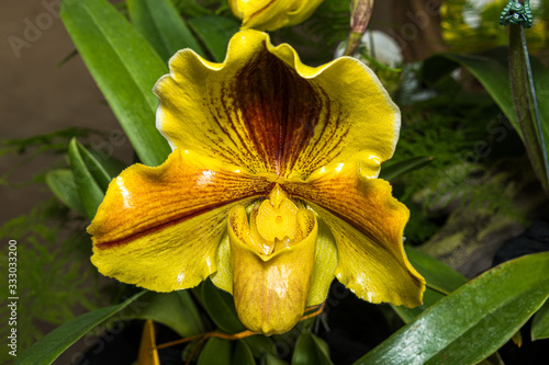 Yellow and Brown Orchid in bloom photo