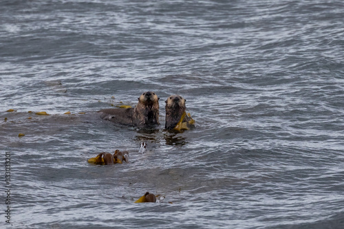 A pair of Sea Otters popping their heads out of the water. Looking at the passing boat. © kpeggphoto