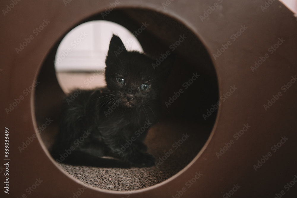 wit Blue eyes in a cat toy - 4 weeks old | Adobe Stock