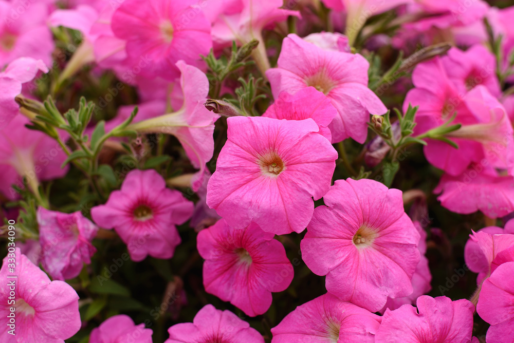 Bright and beautiful spring floral background texture of purple petunias on a flower bed close-up. Flower pattern solanaceous herbaceous perennial plant Bright and beautiful spring floral background texture of purple petunias on a flower bed close-up. Flower pattern solanaceous herbaceous perennial plant