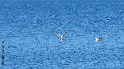 Flying seagull over adria sea in croatia dalmatia