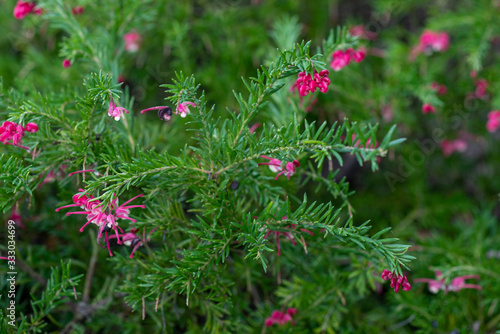 Blooming pink rosemary spider flower