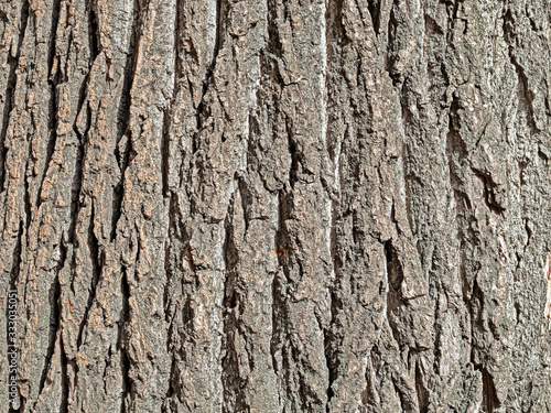 The Elm Tree Bark Is Covered with A Deep Relief Structure