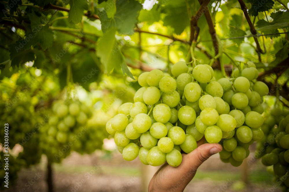 Close up images of harvesting table grapes on a table grape farm in the western cape of south africa