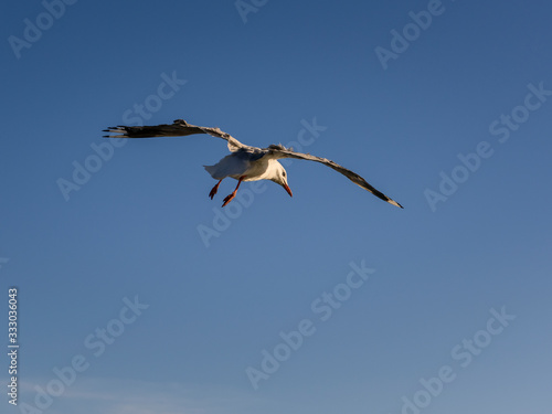 Flying Seagull  Australia