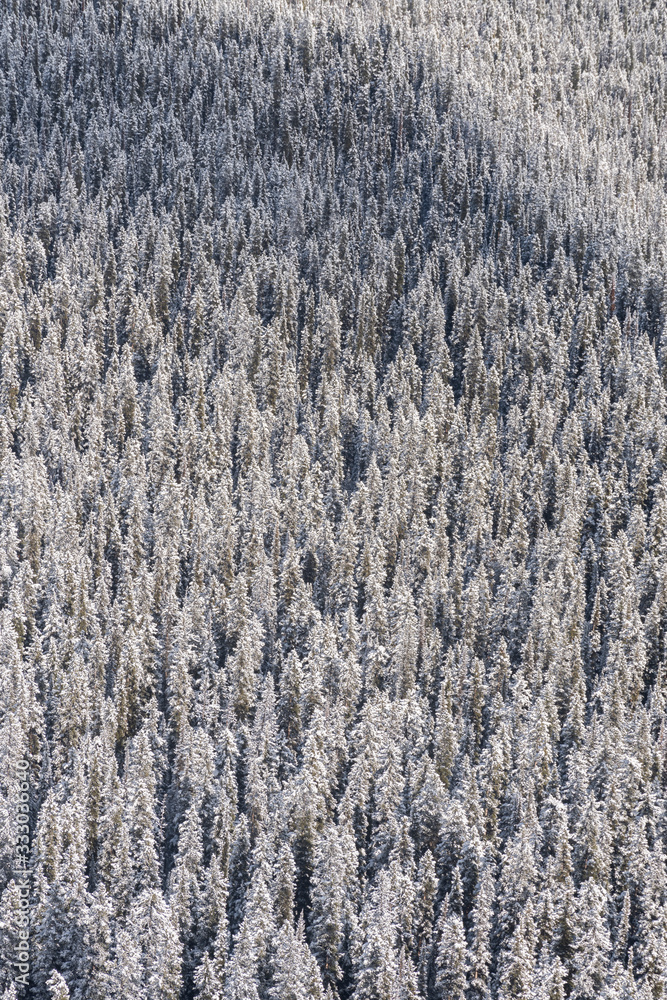 Winter forest covered in snow Winter forest covered in snow