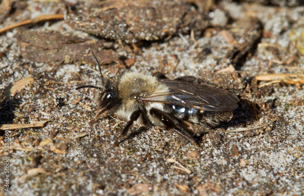 Female Grey-backed mining bee on the ground Female Grey-backed mining bee on the ground