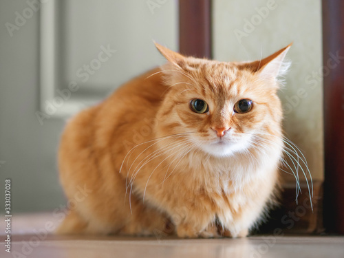 Cute ginger cat sitting on floor. Fluffy pet looks tense. © Konstantin Aksenov