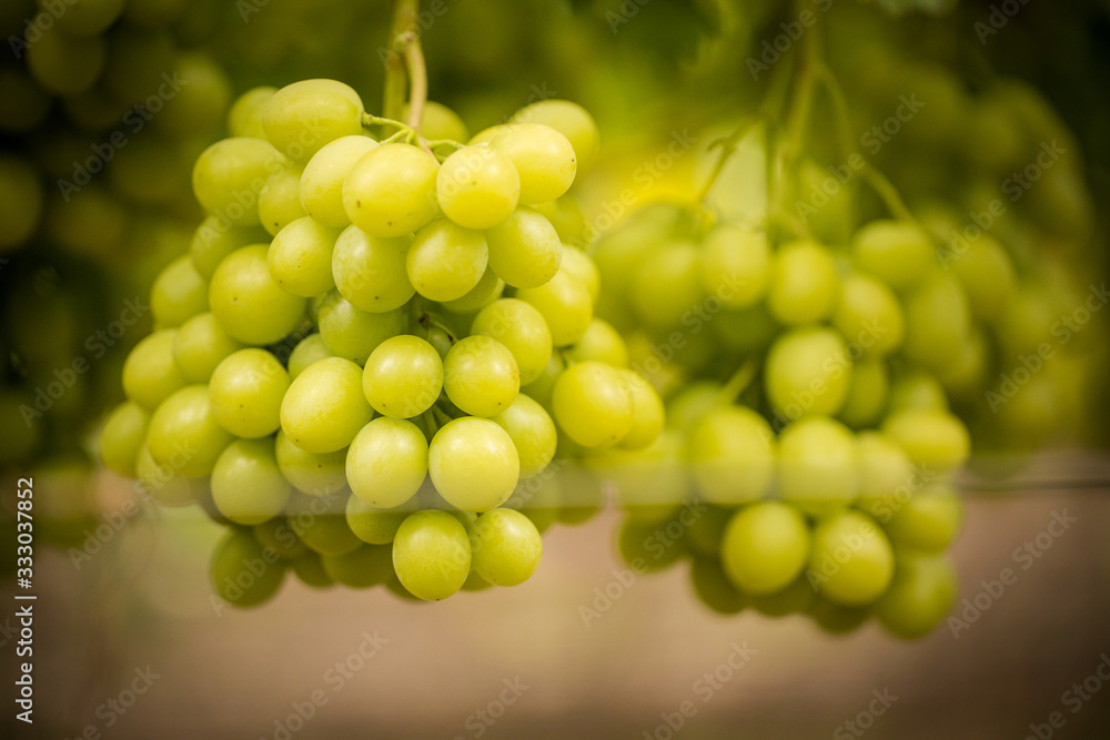 Close up images of harvesting table grapes on a table grape farm in the western cape of south africa Close up images of harvesting table grapes on a table grape farm in the western cape of south africa