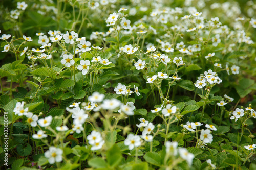 Big meadow with blooming wild strawberries in spring. Flowers attract bees and other beneficial insects. White flower stalks on a background of green leaves