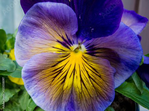 Fototapeta Naklejka Na Ścianę i Meble -  Close up der Blüte eines Veilchens