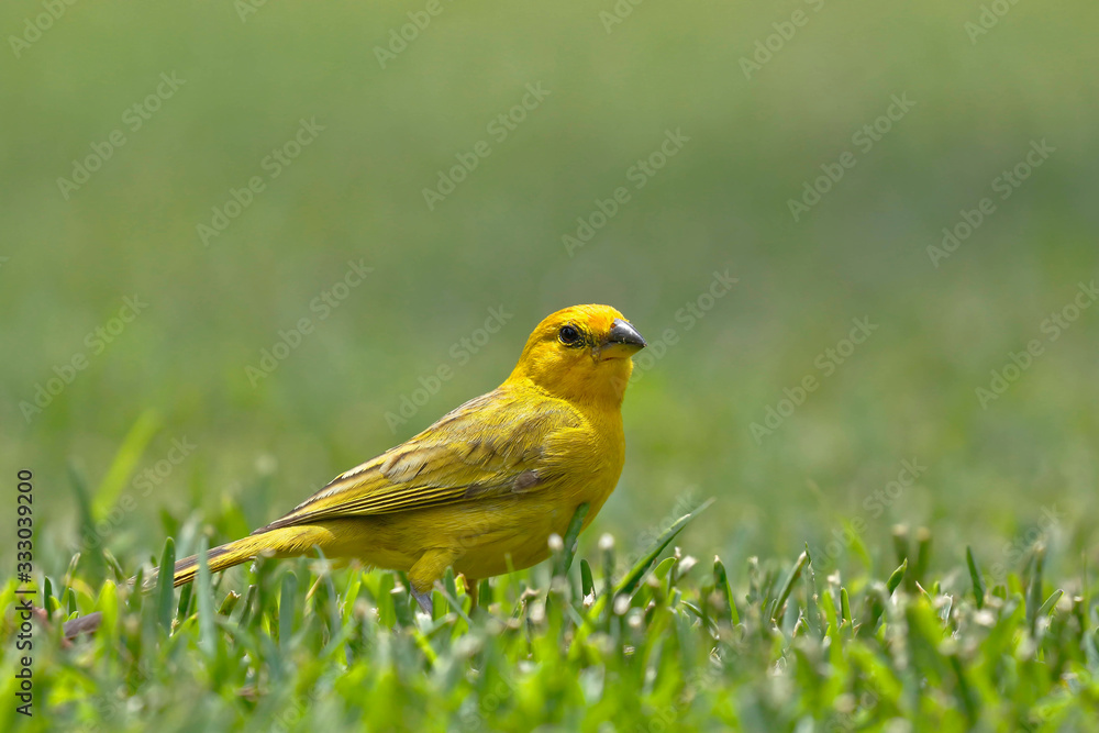 Saffron finch (Sicalis flaveola) looking for its food on the lawn Saffron finch (Sicalis flaveola) looking for its food on the lawn