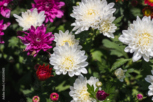 colourful flowers and nature