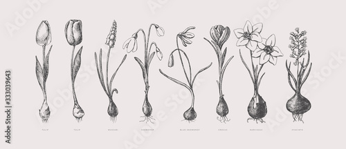 Large set of hand-drawn first spring flowers. Tulips, snowdrops, crocus, daffodil, hyacinth with bulbs vector illustration. Botanical retro image for garden background, floral design.