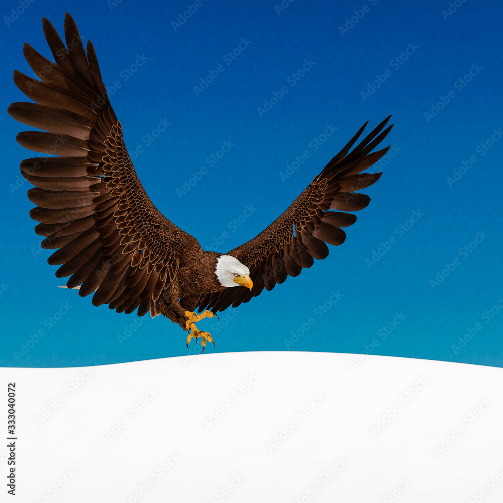 Obraz premium bald eagle is attacking on white snow