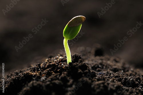 Tableau sur toile Little green seedling growing in soil, closeup