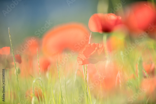 field of red poppies