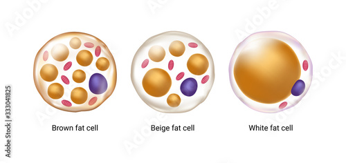 Vector set of brown, beige and white fat cells. Illustration of adipose tissue photo