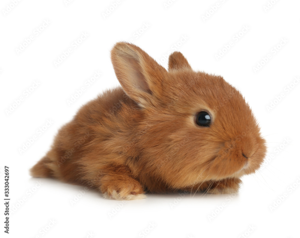 Adorable fluffy bunny isolated on white. Easter symbol Adorable fluffy bunny isolated on white. Easter symbol