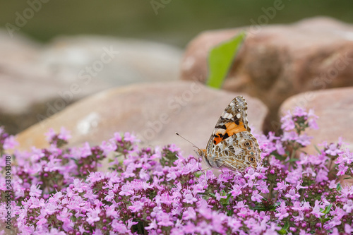Thymus - healing fragrant herb and condiment growing in nature. Butterfly Vanessa cardui sits on violet flowers. Free area for text.