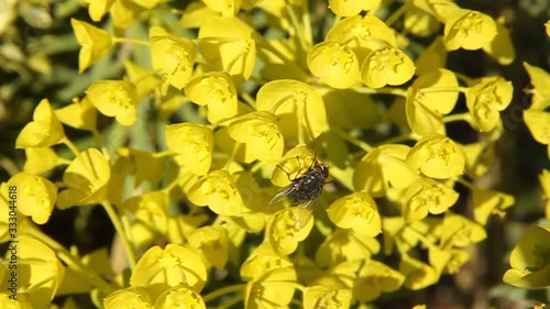 Spring euphorbia blossom flower and fly photo