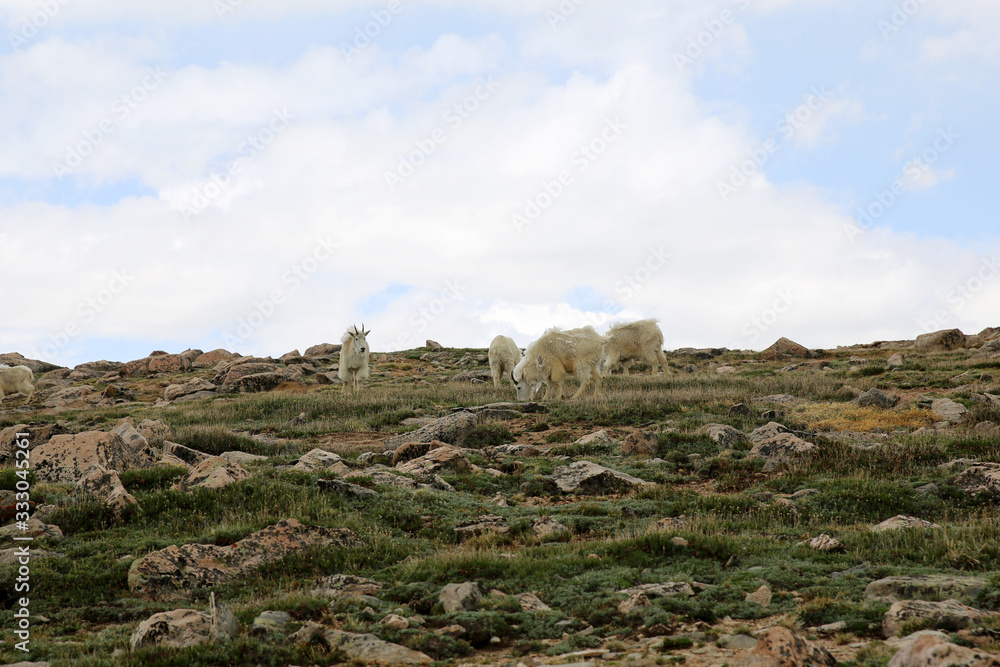 Mountain Goats on top of the Mount Evans in Colorado