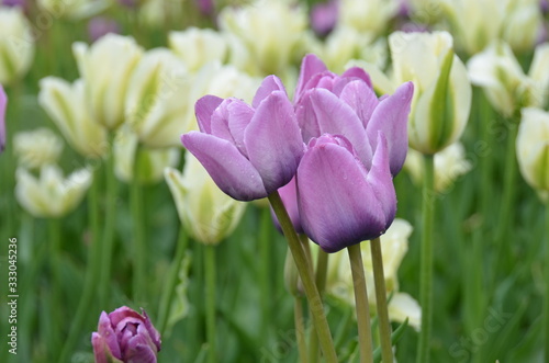 Canvas Print Oslo Flower Norway