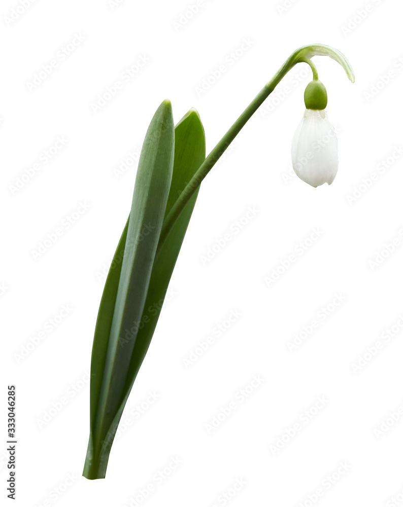 Snowdrop isolated on white background Snowdrop isolated on white background