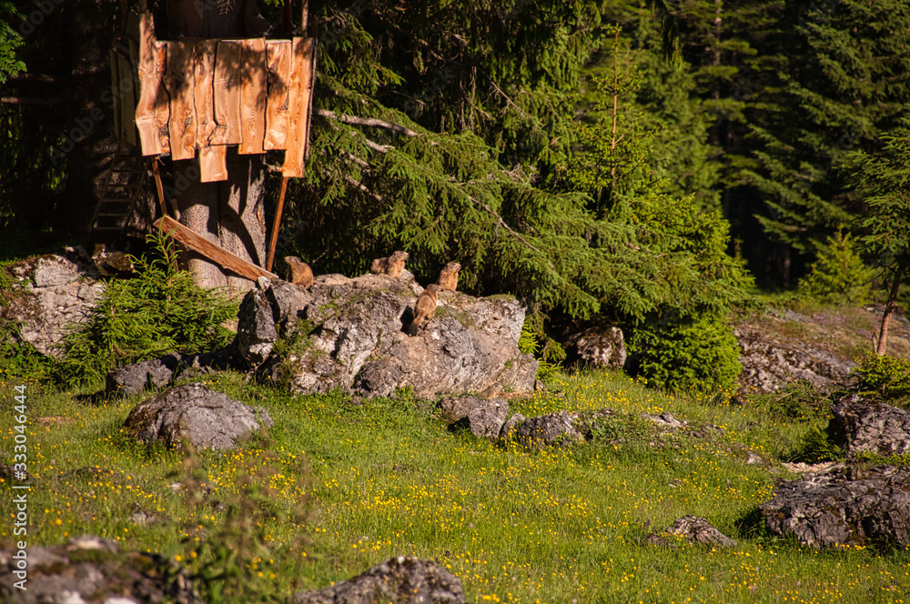 eine murmeltier familie auf der enzenalm in hinterthal am fuß des hochkönig pinzgau salzburg eine murmeltier familie auf der enzenalm in hinterthal am fuß des hochkönig pinzgau salzburg