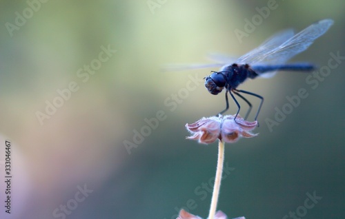 Libellule sur une fleur 