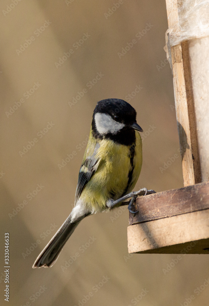 Naklejka premium Great tit sitting on feeding