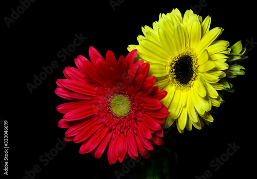 red and yellow daisy flowers on black background