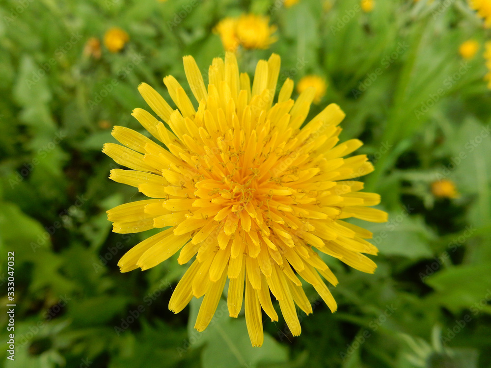 Close-up yellow bright spring dandelion close-up on a blurry background Close-up yellow bright spring dandelion close-up on a blurry background