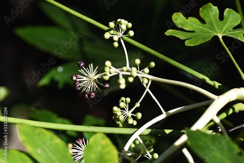 Japanese aralia (Fatsia japonica) fruits photo