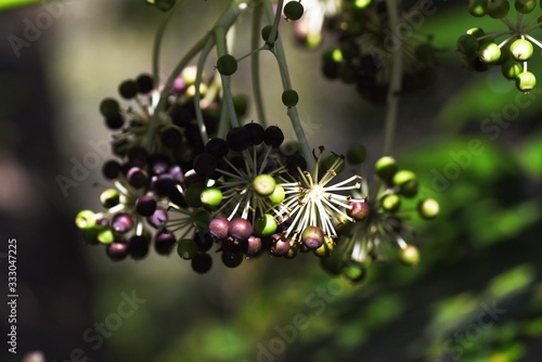 Japanese aralia  Fatsia japonica  fruits
