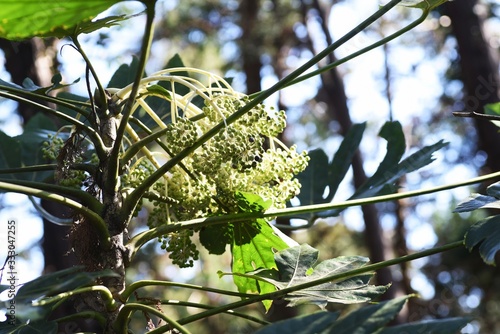 Japanese aralia (Fatsia japonica) fruits photo
