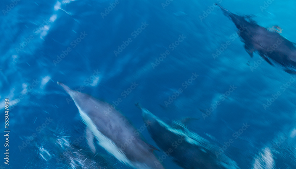 Fototapeta premium Dolphin Near Ventura County, California