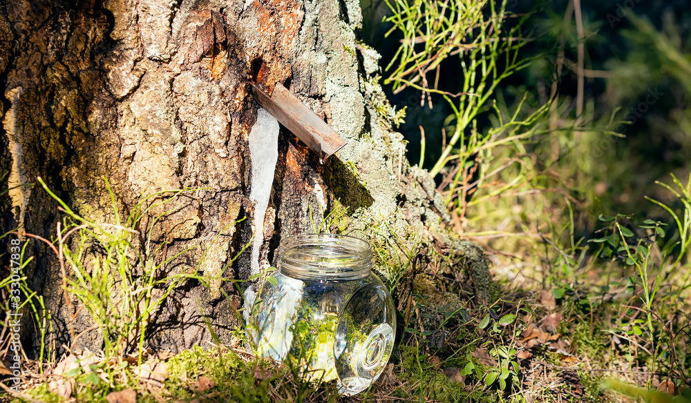 Fototapeta premium Birch sap dripping in a jar